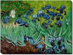 Irises Gallery Wrap