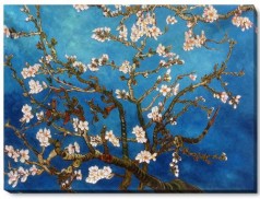 Branches of an Almond Tree in Blossom Gallery Wrap