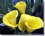 Yellow Calla Lillies