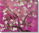 Branches of an Almond Tree in Blossom, Pearl Pink